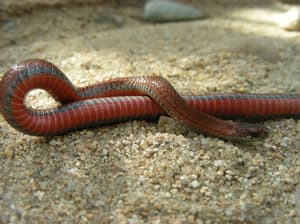 Red-bellied Snake