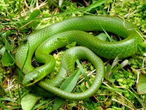 Snakes Living With Wildlife Wildlife Human Issues Wildlife
