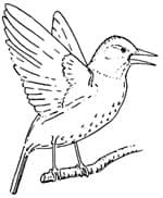 Wing-Wave Display