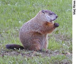 Woodchuck