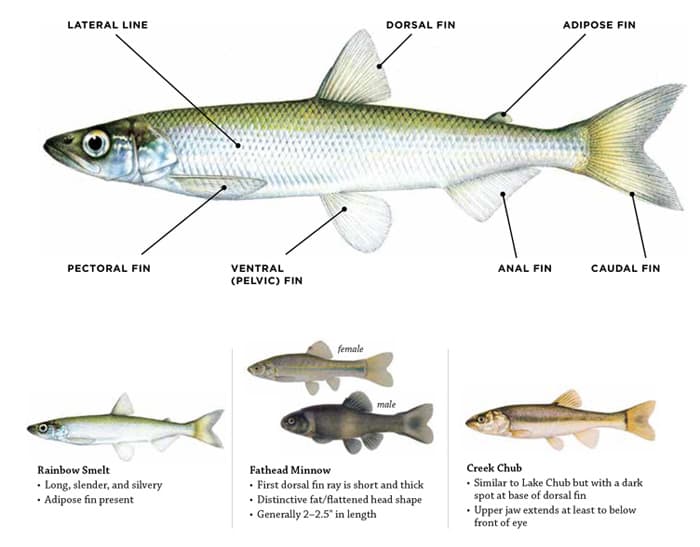 Lake Michigan Fish Identification Chart