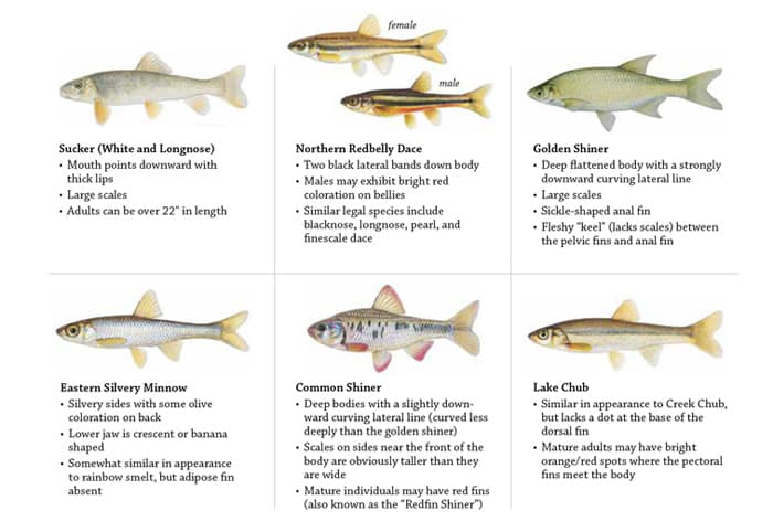 images of baitfish to identify legal and illegal baitfish