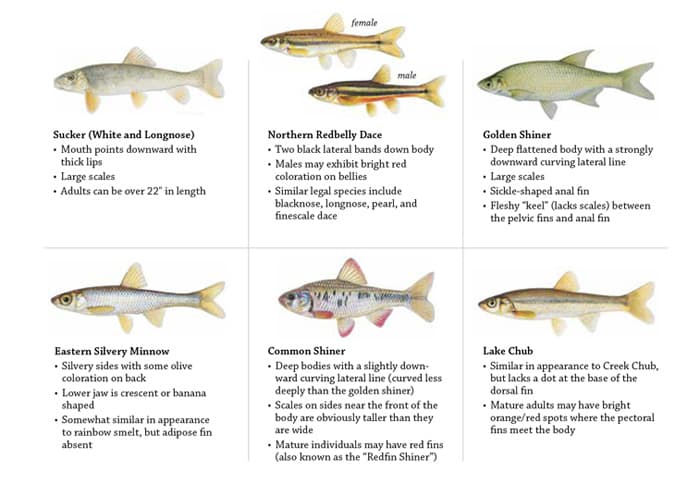 Maine Fish Species Chart