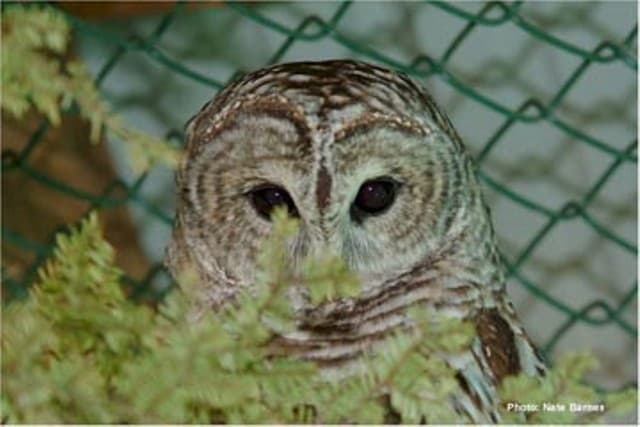 Barred Owl