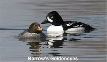 Male and female Barrow's Goldeneye