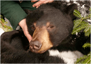 Know the Language of Black Bears