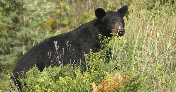 Bear: Game Species: Hunting: Hunting & Trapping: Maine Dept of Inland  Fisheries and Wildlife