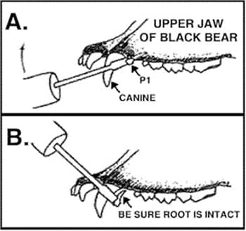 Upper jaw of Black Bear