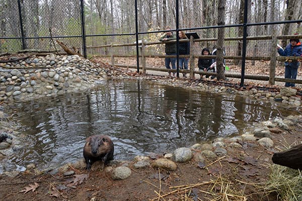 Beaver and visitors