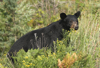 Bull moose