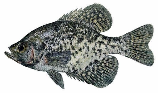 Black Crappie