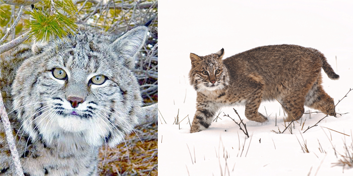 Bobcat