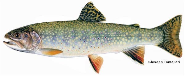 Brook Trout: Species Information: Fisheries: Fish & Wildlife