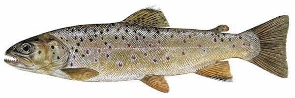 Brown Trout: Species Information: Fisheries: Fish & Wildlife