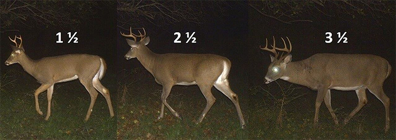 How Old is a 6 Point Buck?