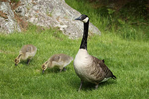 Evicting Animals From Buildings: How to Avoid or Resolve a Wildlife  Conflict: Living with Wildlife: Wildlife: Fish & Wildlife: Maine Dept of  Inland Fisheries and Wildlife