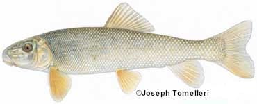 Bait Fish: Species Information: Fisheries: Fish & Wildlife: Maine