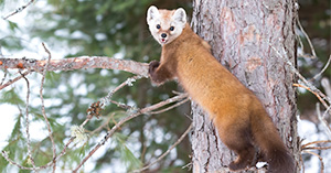 Evicting Animals From Buildings: How to Avoid or Resolve a Wildlife  Conflict: Living with Wildlife: Wildlife: Fish & Wildlife: Maine Dept of  Inland Fisheries and Wildlife