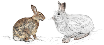 lepus americanus