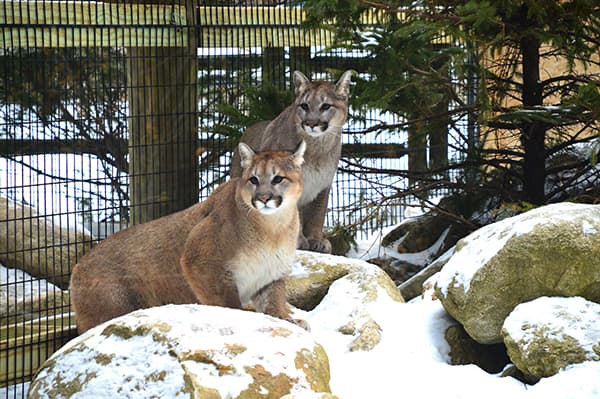 Cougar in maine Cougar in maine