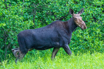 Cow Moose