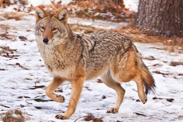 Coyote