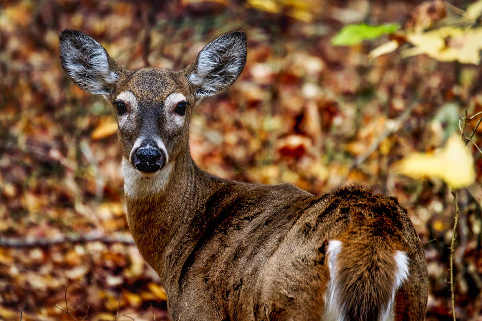 Antlerless Deer Permit Deer Game Species Hunting Hunting & Trapping