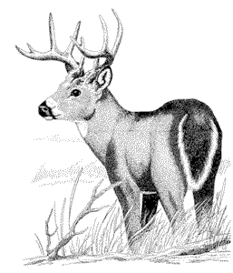 Buck