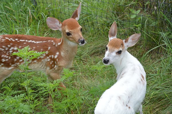White-tailed Deer