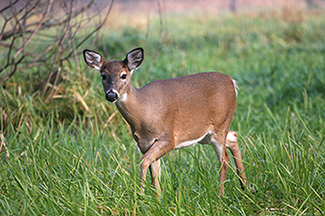 photo of a deer in a field