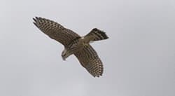 flying falcon