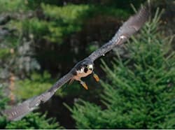 Raptors: Birds: Species Information: Wildlife: Fish & Wildlife: Maine Dept of Inland Fisheries and Wildlife