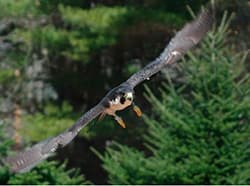 Peregrine falcon