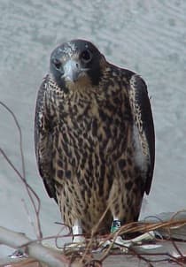 Raptors: Birds: Species Information: Wildlife: Fish & Wildlife: Maine Dept of Inland Fisheries and Wildlife