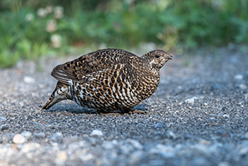 Female Spruce Grouse