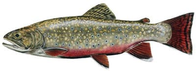 Maine Fish Species Chart