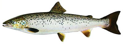 Landlocked Salmon