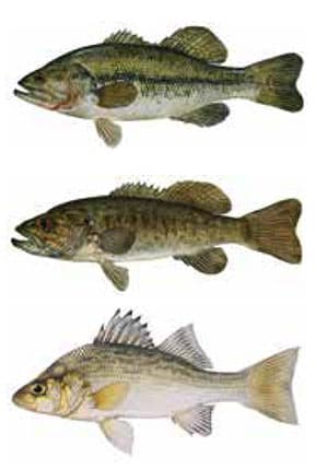 Maine Fish Species Chart