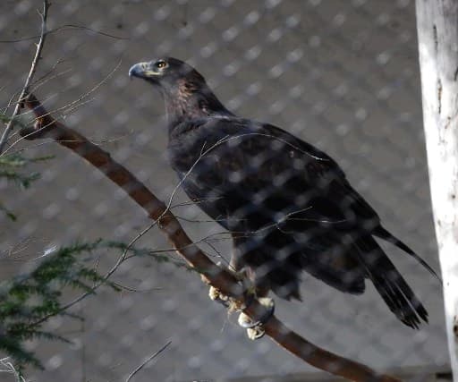 Golden Eagle: Wildlife: Maine Wildlife Park: Maine Dept of Inland