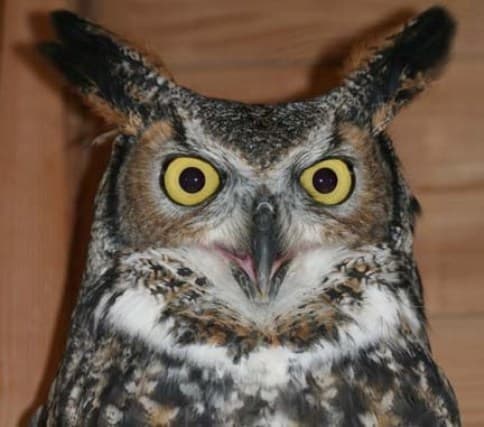 Great Horned Owl