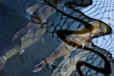 Fish Hatchery: Things to See and Do: Maine Wildlife Park: Maine Dept of  Inland Fisheries and Wildlife