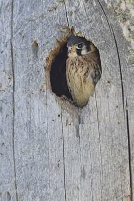 Kestrel in box