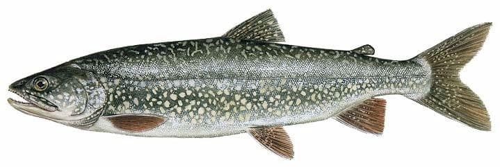 Lake Trout (Togue): Species Information: Fisheries: Fish & Wildlife: Maine  Dept of Inland Fisheries and Wildlife