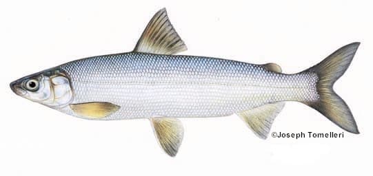 Lake Whitefish