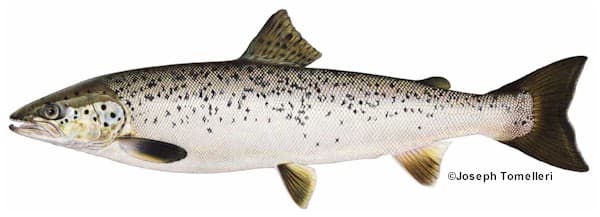 Landlocked Salmon: Species Information: Fisheries: Fish & Wildlife: Maine  Dept of Inland Fisheries and Wildlife