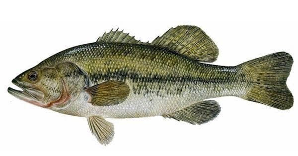 Largemouth Bass