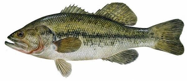 Largemouth Bass: Species Information: Fisheries: Fish & Wildlife