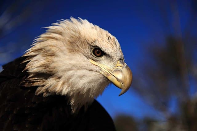 Lawrence the Bald Eagle