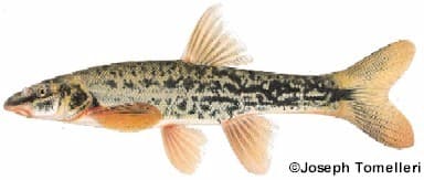 Long Nose Dace