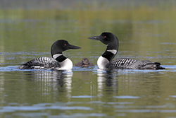 Loon family